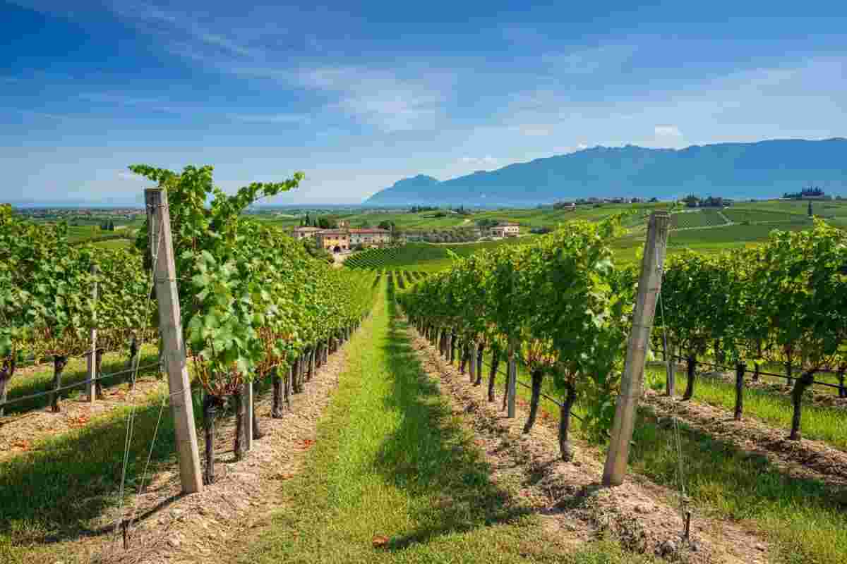 Schioppettino di Prepotto: un vino che riscopre le sue radici nel Friuli