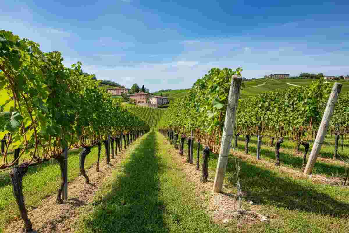 Schioppettino di Prepotto: un vino friulano che riscopre la sua identità