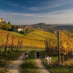 Scopri i segreti della XXVI Asta Mondiale del Tartufo Bianco d’Alba®