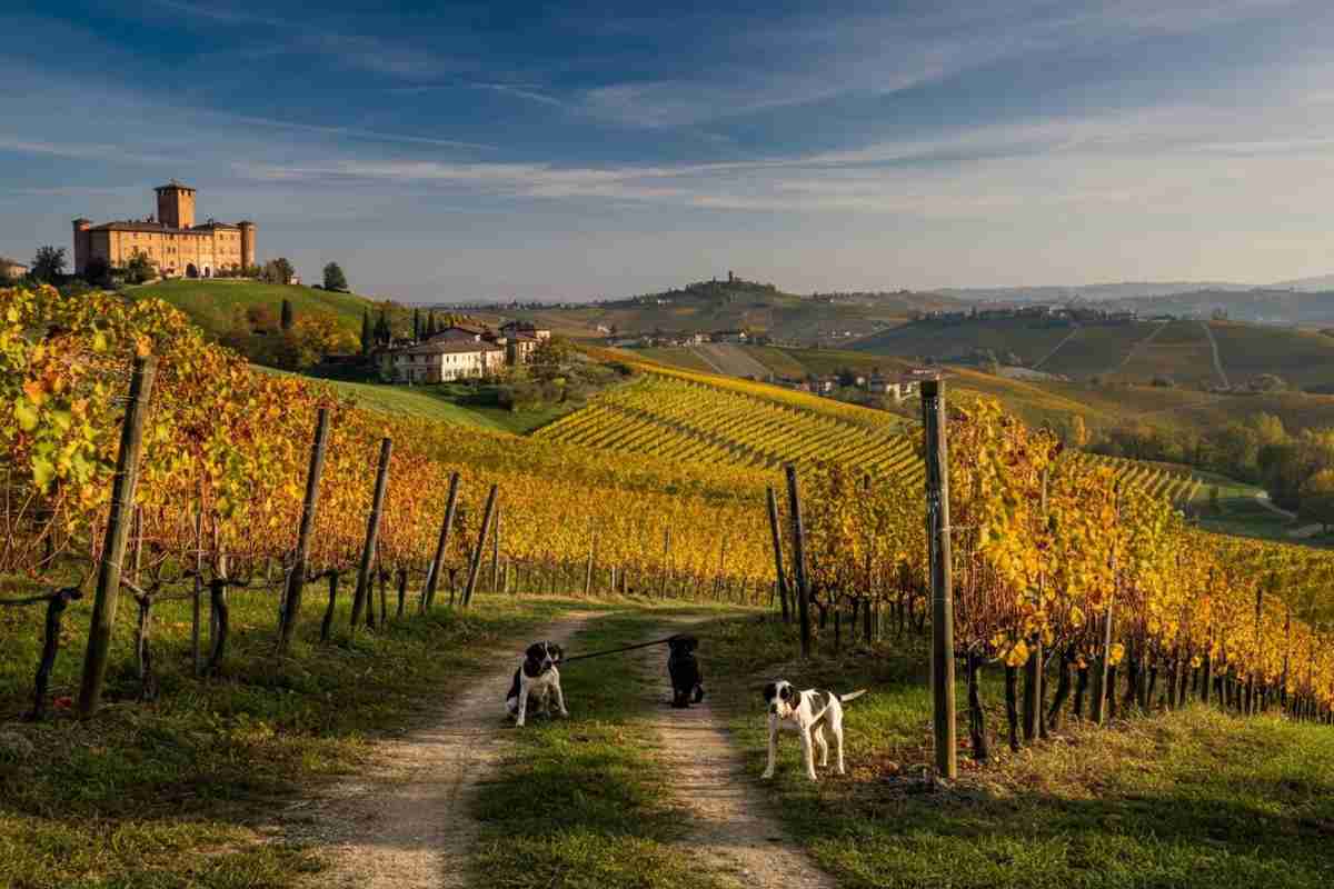 Scopri i segreti della XXVI Asta Mondiale del Tartufo Bianco d’Alba®