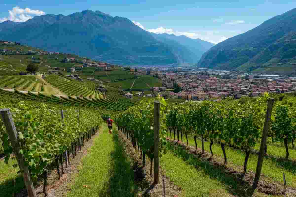 Scopri il Wine Trail 2025: Rigamonti e il viaggio dal Nebbiolo ai sentieri valtellinesi