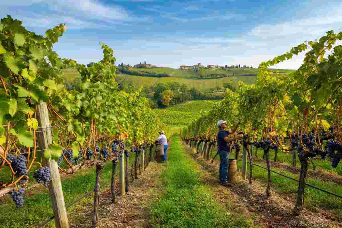 Scopri la vendemmia 2025: l'eccellenza di Alto Adige, Prosecco Docg e Lambrusco