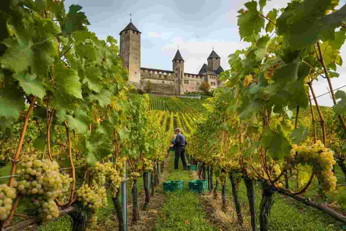 Scopri la vendemmia del Vigneto Pusterla: il gioiello urbano di Brescia, il più grande d’Europa