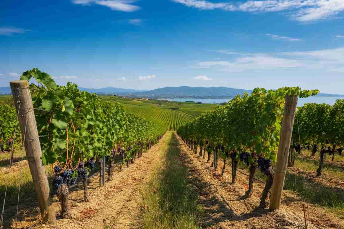 Scopri le nuove gemme del Suvereto DOCG: Cabernet Franc e Syrah