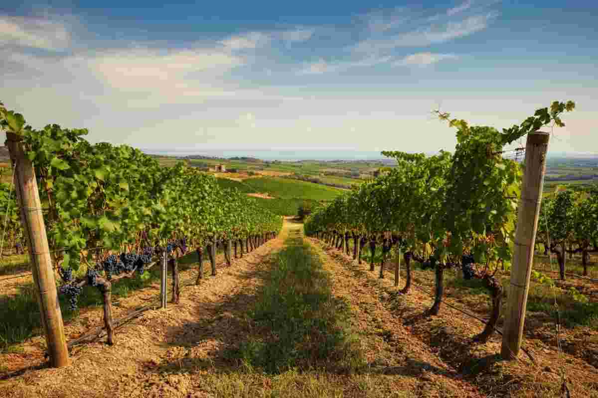 Scopri le nuove gemme del Suvereto DOCG: Cabernet Franc e Syrah