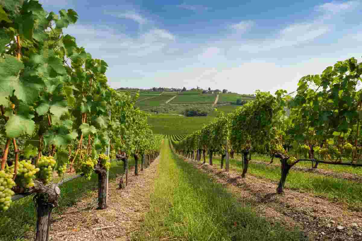 Scopri perché l'erbamat di Berlucchi conquista sempre di più i palati degli intenditori