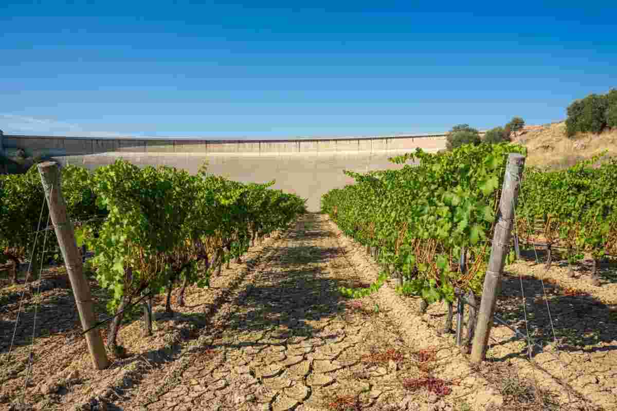 Siccità devastante: la vigna siciliana in pericolo