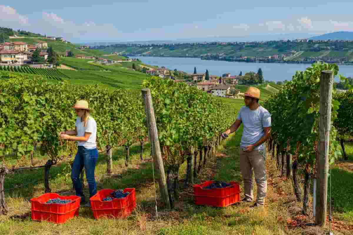 Tommaso Scapino: la vendemmia che sfida il tempo con un tocco di originalità