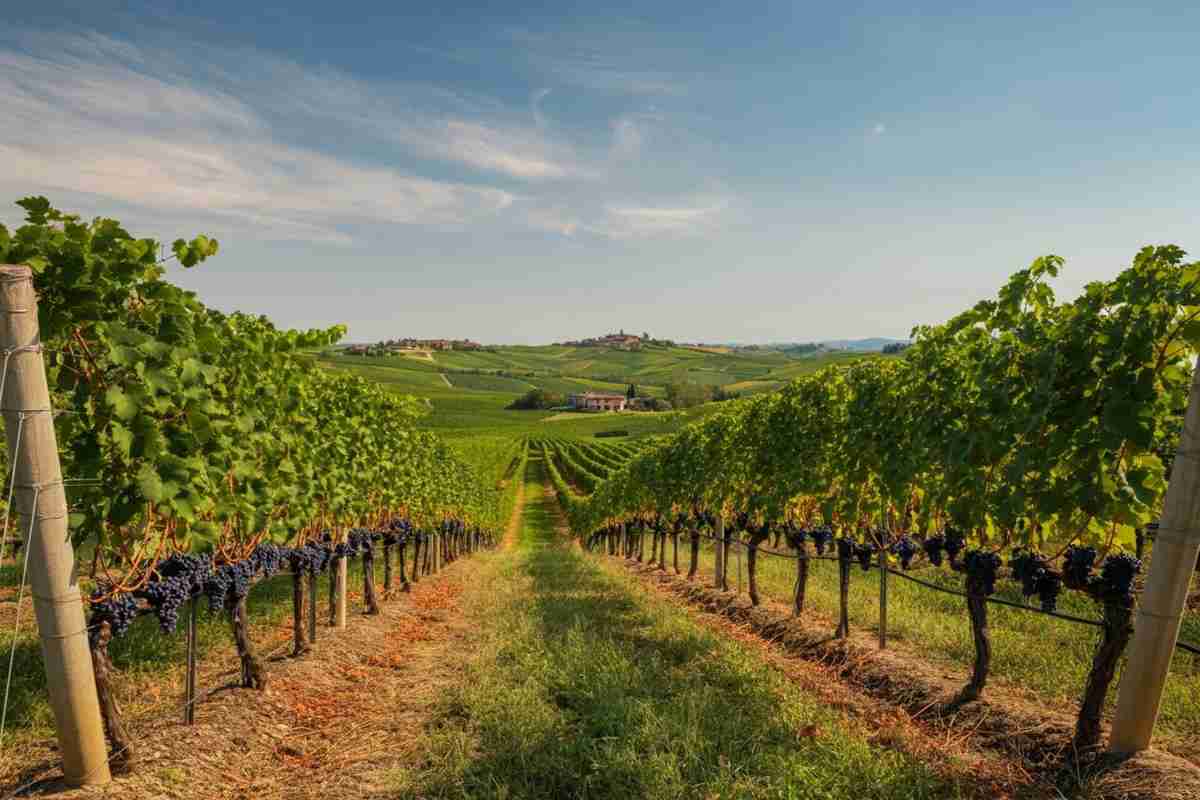 Tommaso Scapino: la vendemmia che sfida il tempo e le aspettative
