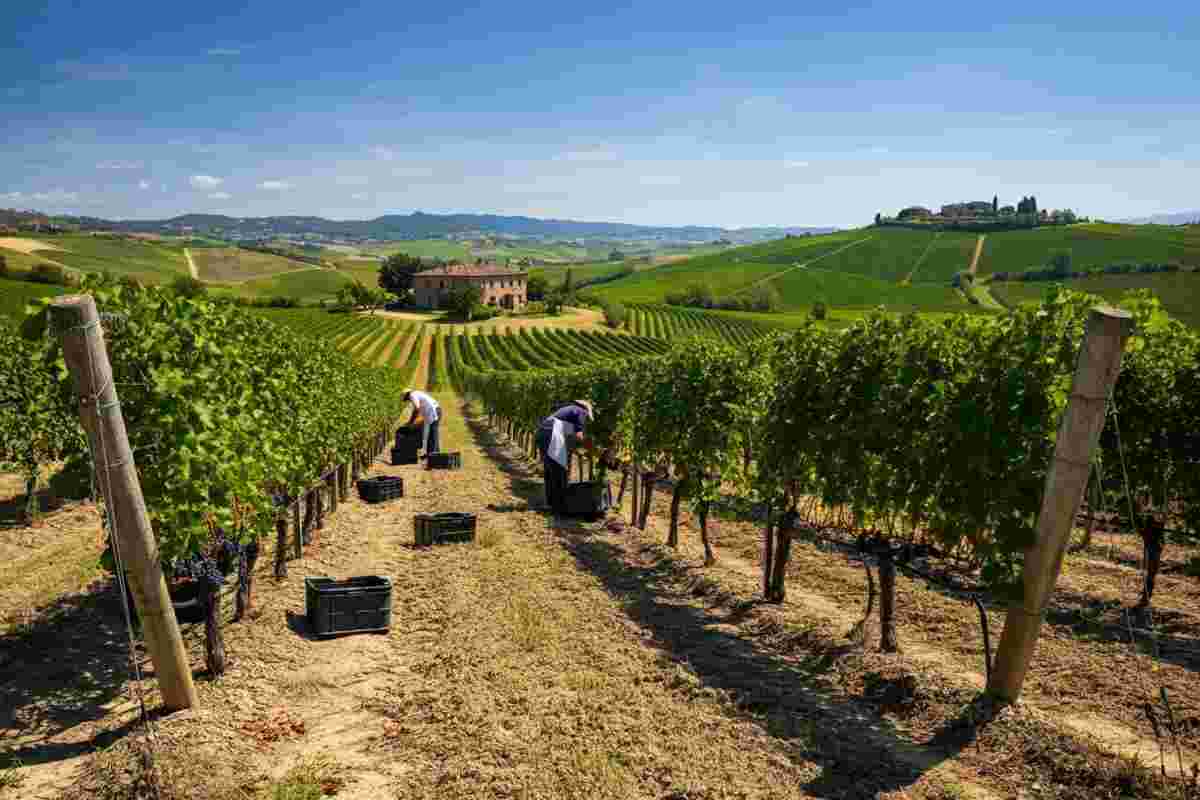 Vendemmia 2022: un'annata di qualità straordinaria in arrivo!