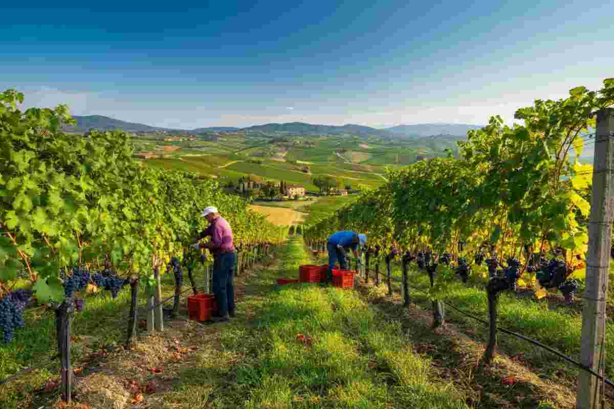 Vendemmia 2025: 36 milioni di ettolitri di vino in giacenza in Italia