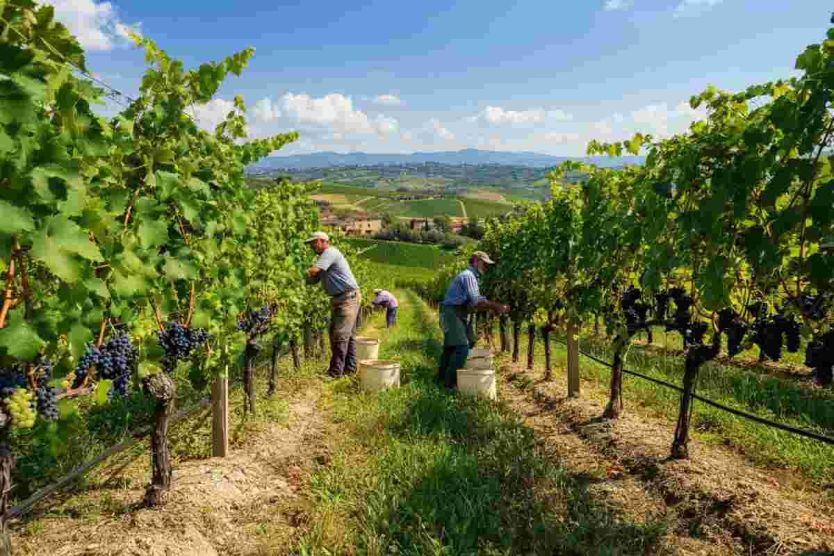 Vendemmia 2025: Legacoop Agroalimentare prevede una produzione di 44 milioni di ettolitri