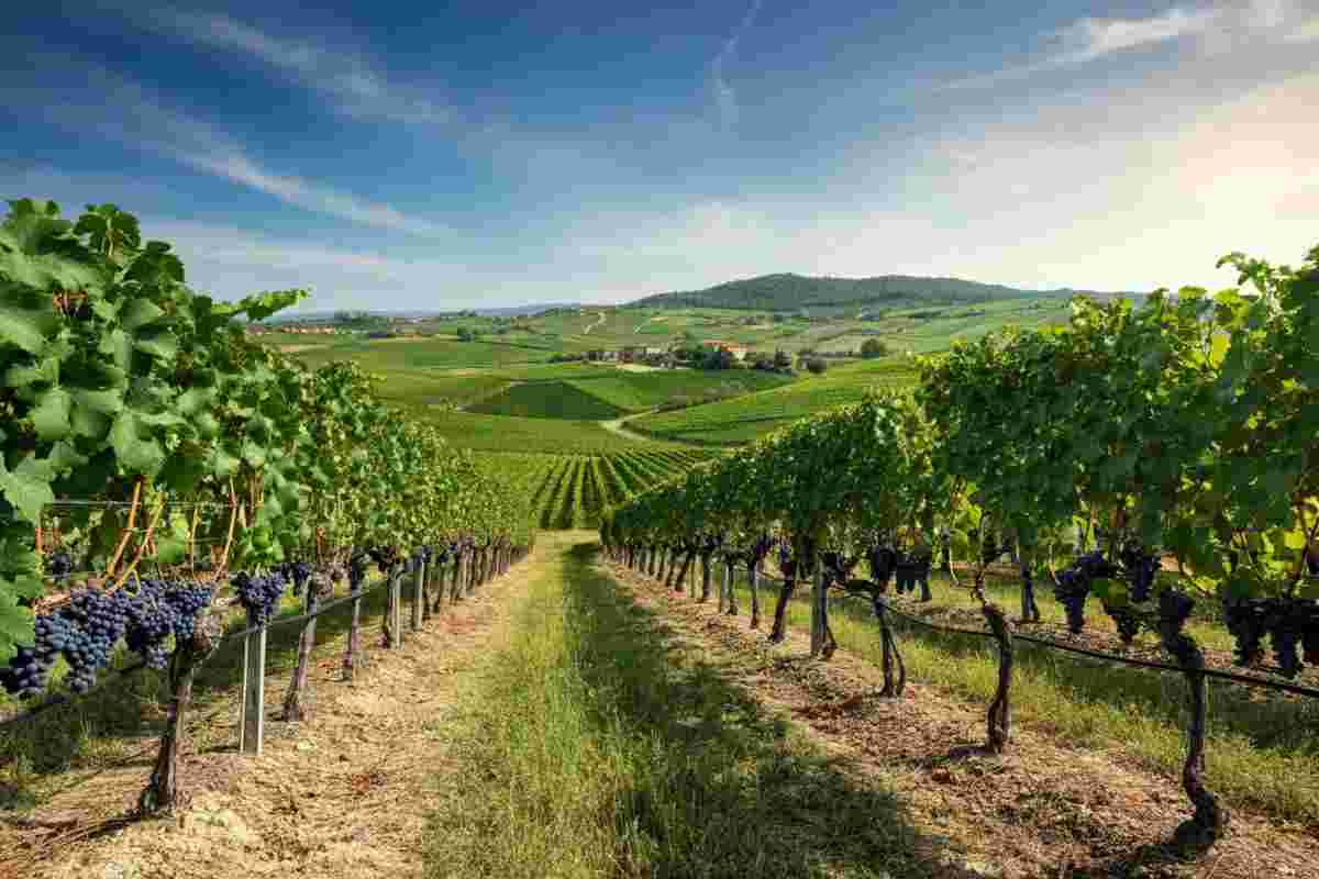 Vendemmia 2025 nel Montecucco: un'annata di qualità sorprendente nonostante il calo produttivo