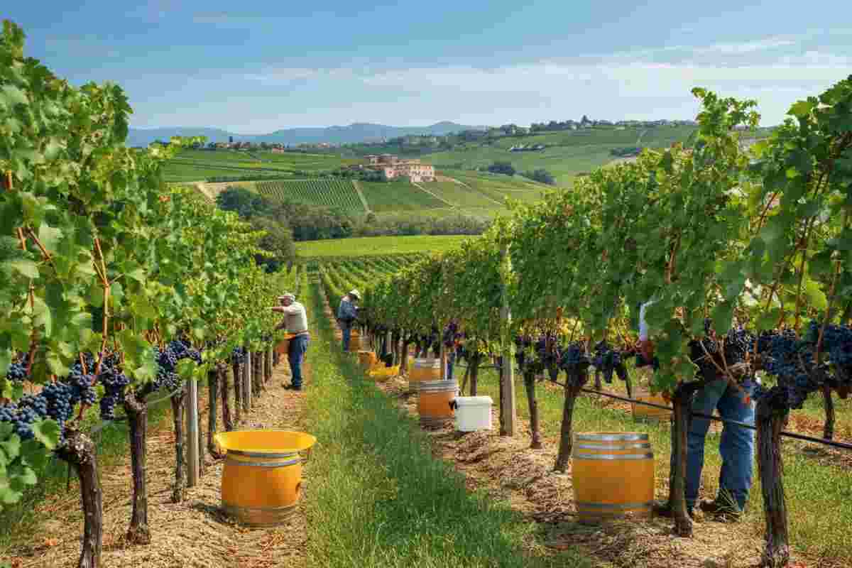 Vendemmia 2025 nel Montecucco: un'annata di qualità sorprendente nonostante il calo produttivo