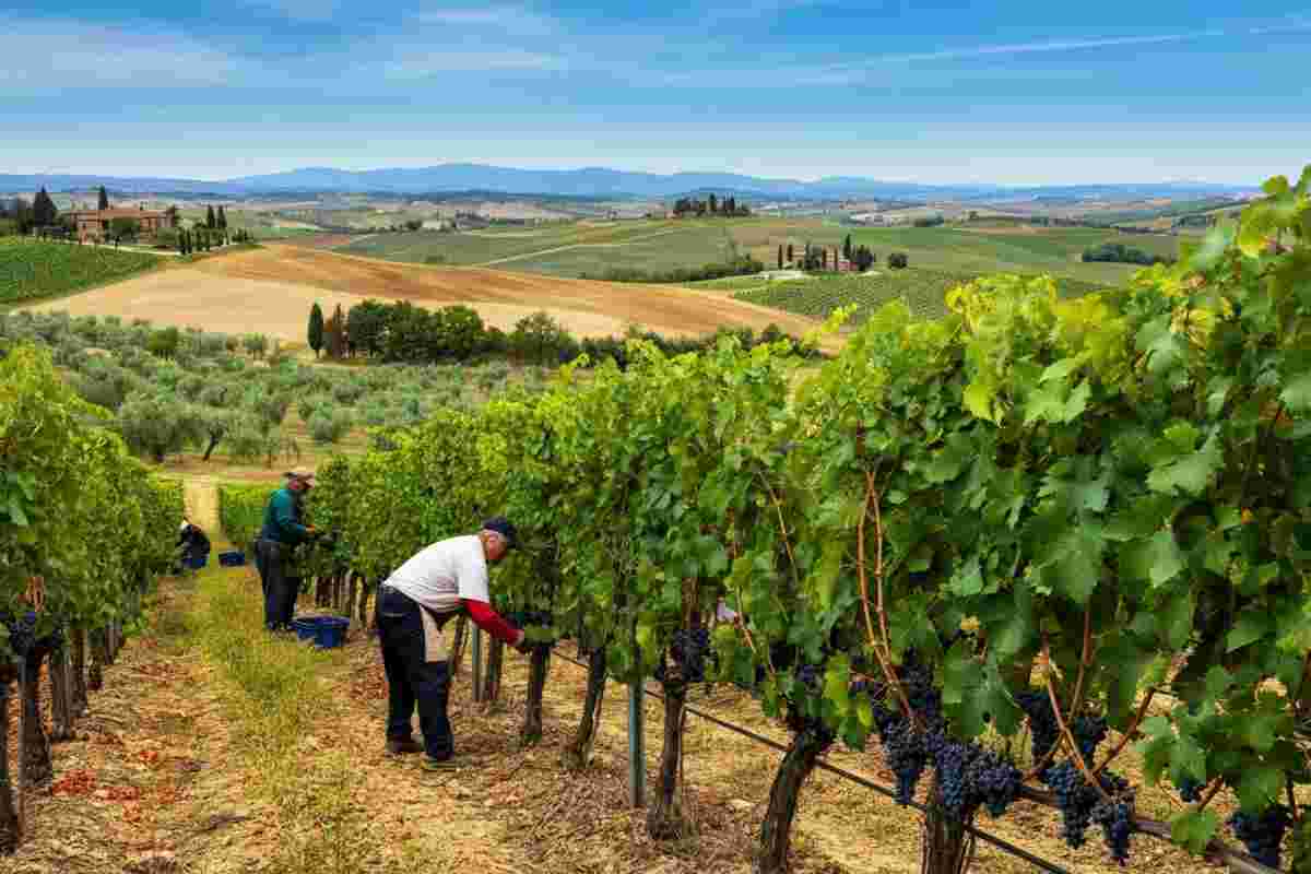 Vendemmia 2025: qualità eccezionale ma rese in calo