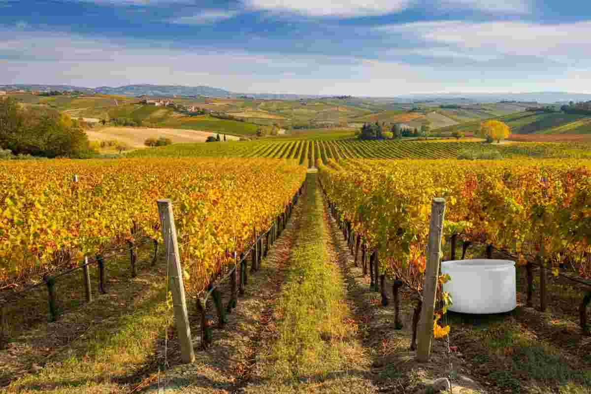 Venosa: la cantina premiata come simbolo di sostenibilità a Roma