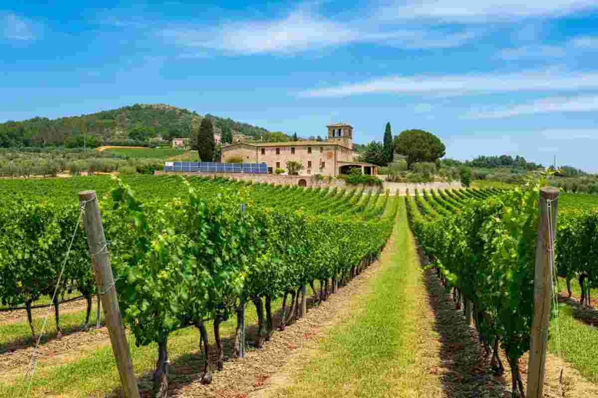 Venosa: un riconoscimento per la cantina tra le aziende più sostenibili d'Italia