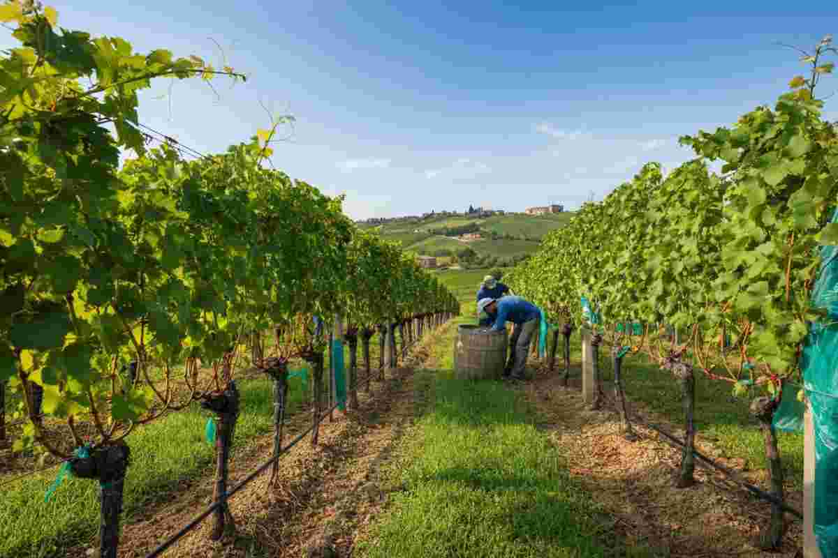Vigneti senza plastica: 14 cantine italiane all'avanguardia per un futuro sostenibile
