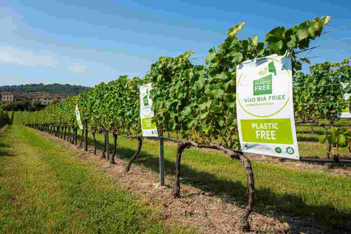 Vigneti senza plastica: 14 cantine italiane si uniscono per un futuro sostenibile