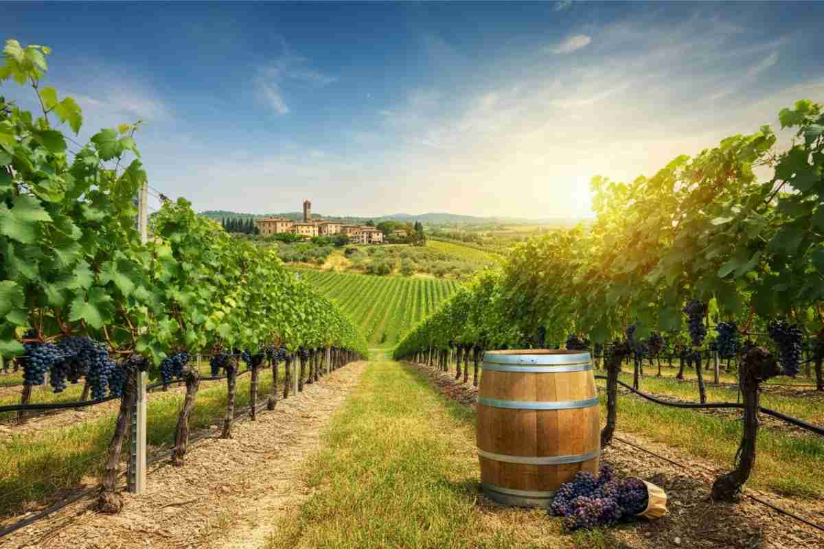 Vino in esportazione: come le scorte pre-dazi hanno fatto la differenza nel primo semestre