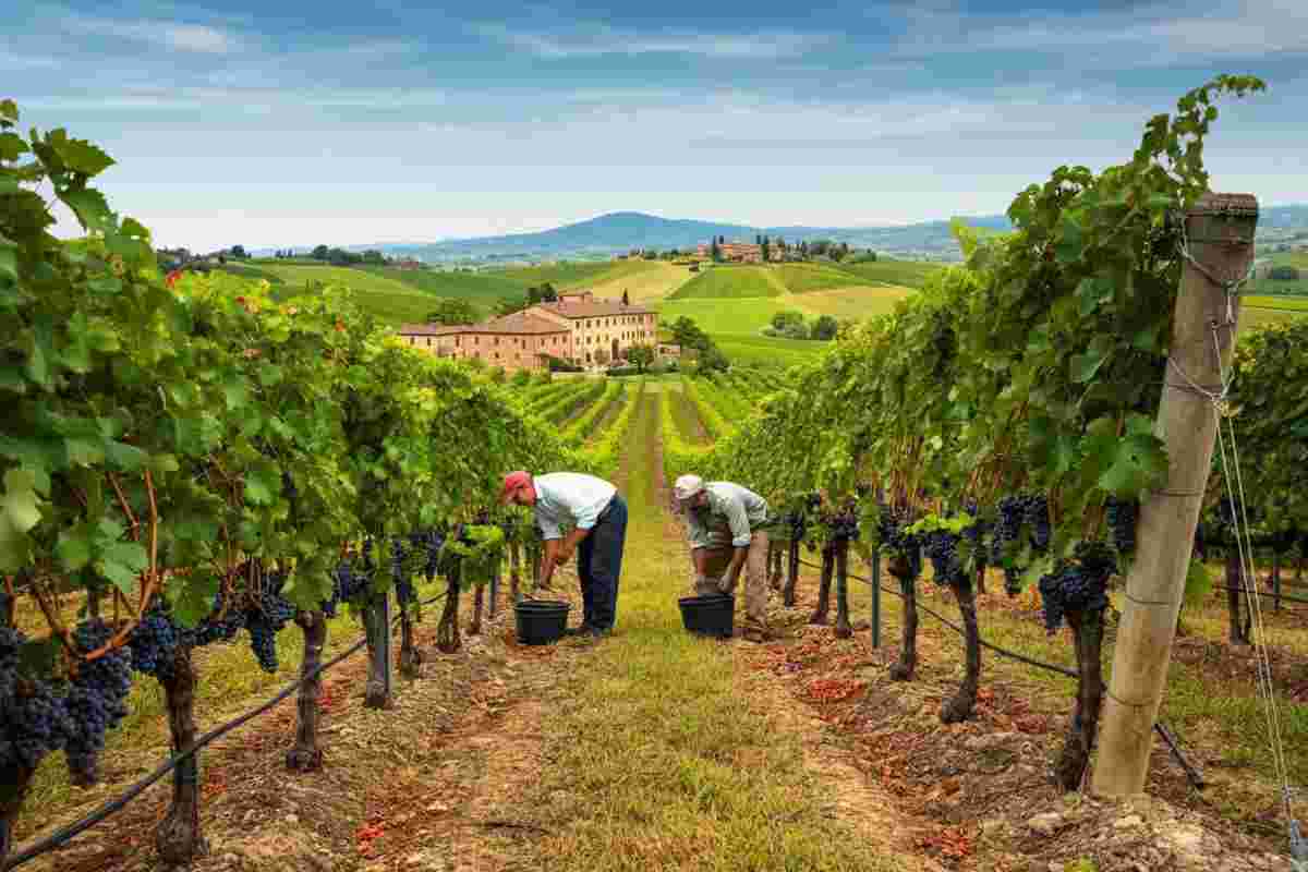 Vino in trasformazione: crescita del valore e cambiamenti nei consumi fuori casa