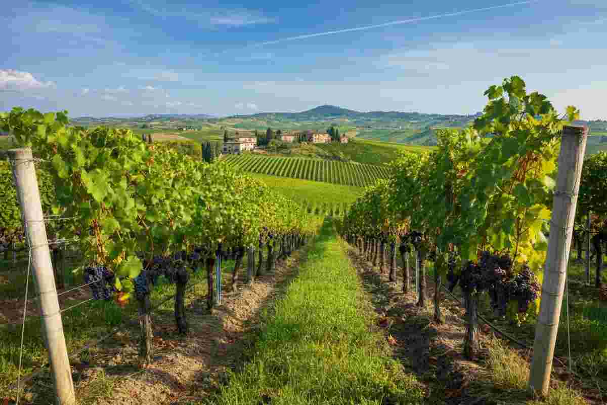 Vino italiano in crescita: l'export raggiunge nuovi traguardi nonostante i dazi