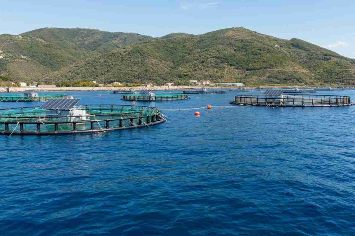 Allevamenti al largo: l'innovazione italiana per l'ingrasso dei tonni