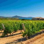 Carignano: un debutto indimenticabile al Merano Wine Festival