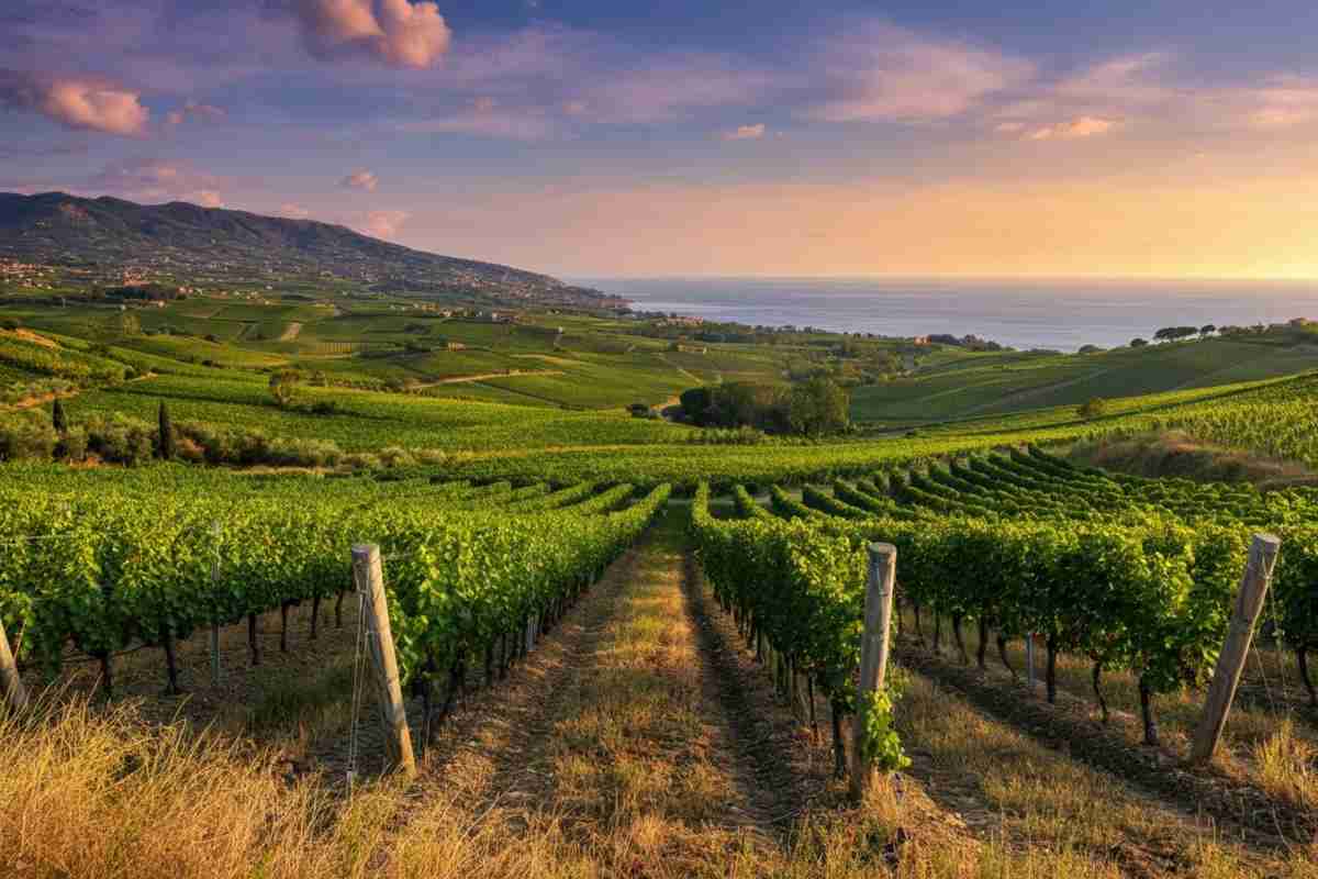 Cirò classico: un prestigioso riconoscimento europeo per la Docg italiana