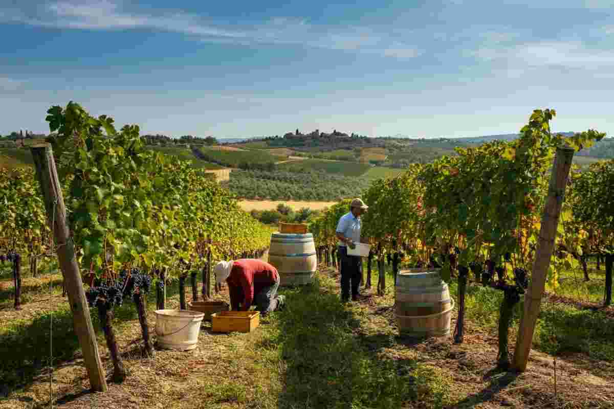 Crollo dell'export del vino italiano: a luglio 2025 si registra un passivo preoccupante