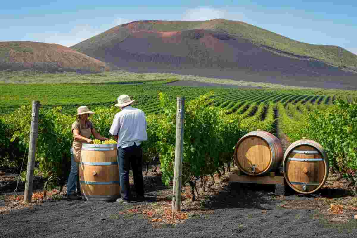 Etna DOC: la denominazione che conquista il mercato americano nonostante la crisi