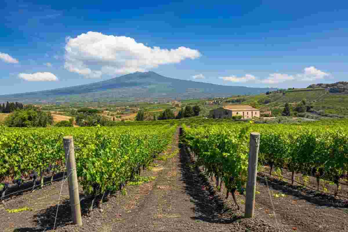 Frescobaldi e Tenuta Terre Nere: un nuovo capitolo nel vino dell'Etna