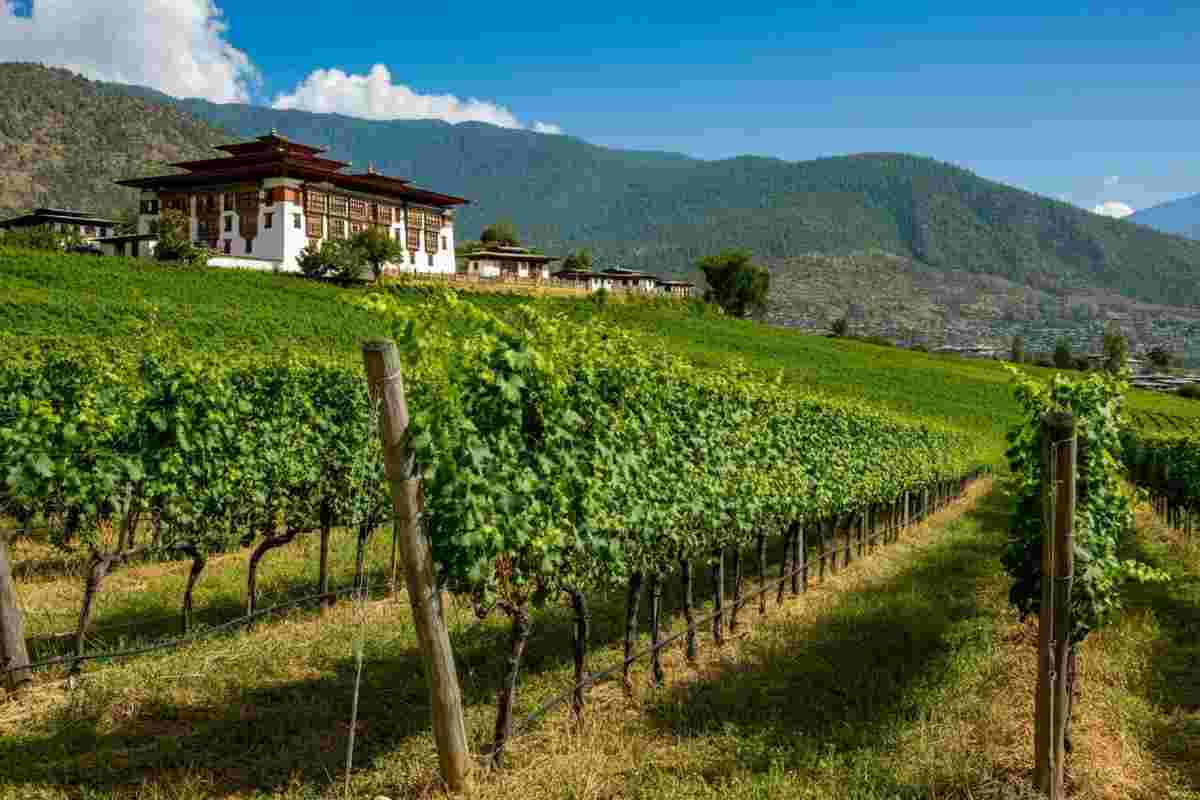 Il Bhutan sorprende il mondo con il suo debutto nella produzione vinicola dopo 200 anni