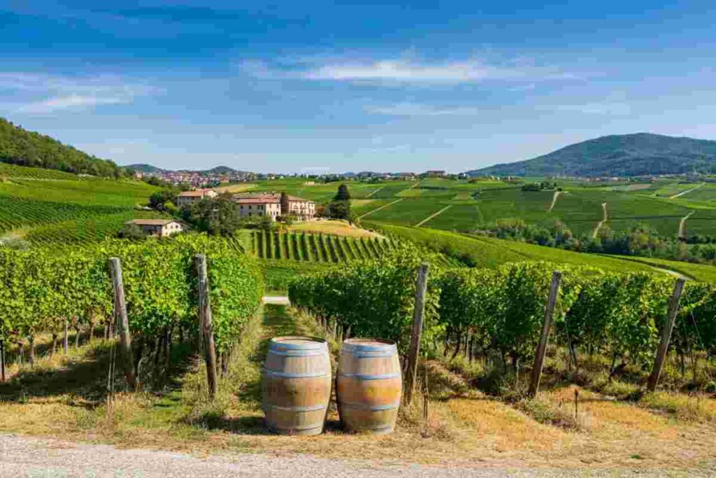 Il Collio: un tesoro nascosto tra i bianchi più amati dai wine lovers ...
