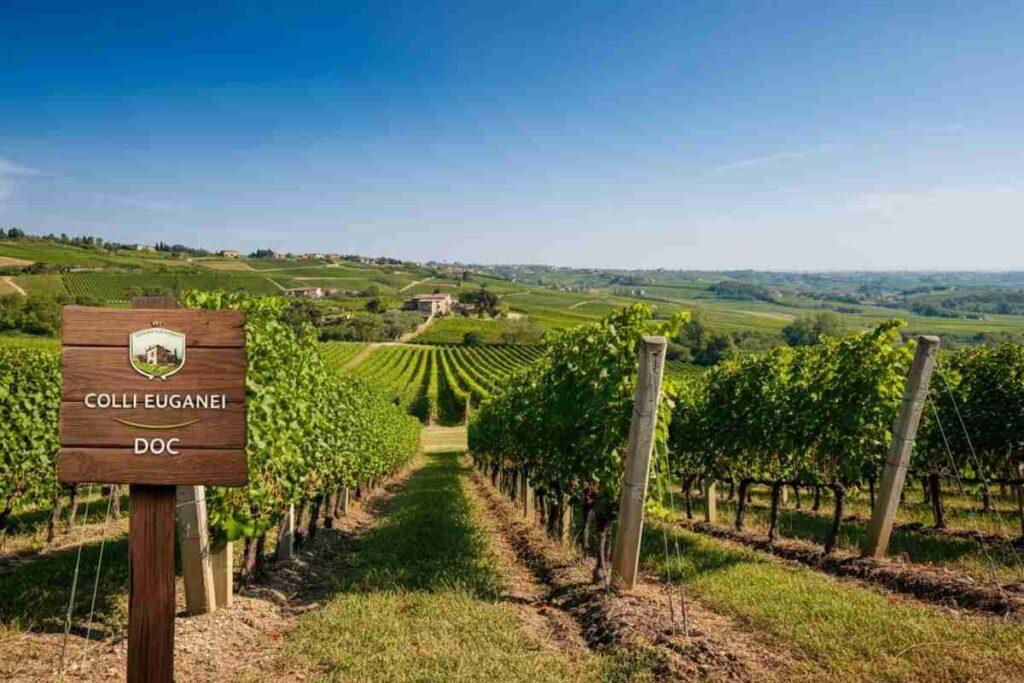 Il vino rosso dei Colli conquista la denominazione Colli Euganei DOC