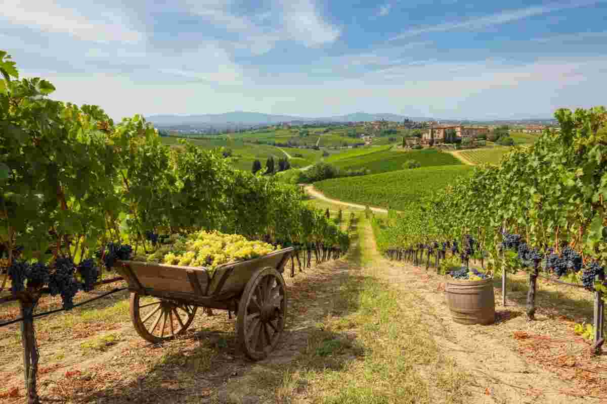 L'export del vino italiano in calo: agosto 2025 segna 5 miliardi di euro e un -1,9% negli Stati Uniti