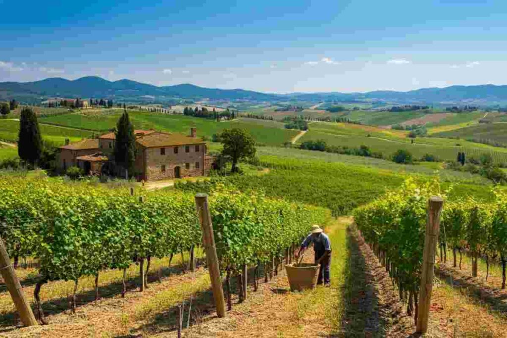 Montecucco: il nuovo distretto biologico che rivoluziona l'agricoltura locale
