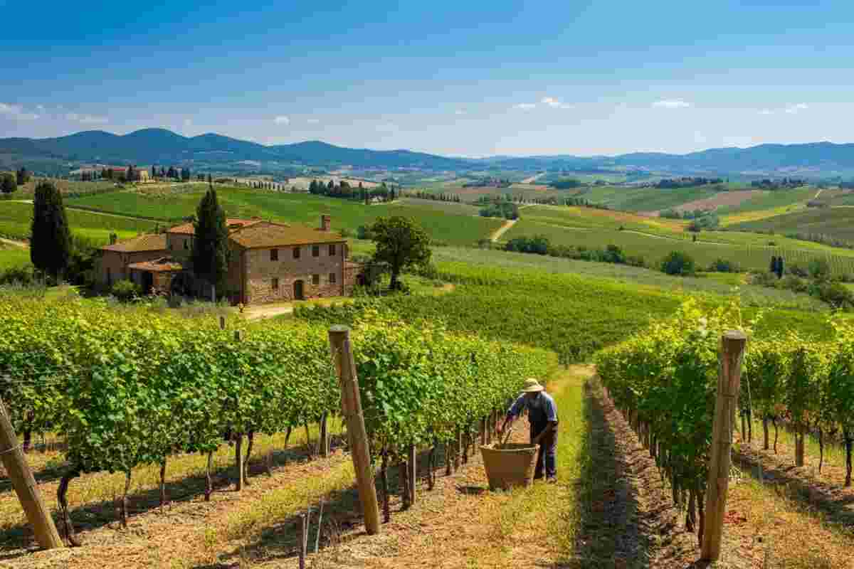 Montecucco: il nuovo distretto biologico che rivoluziona l'agricoltura locale