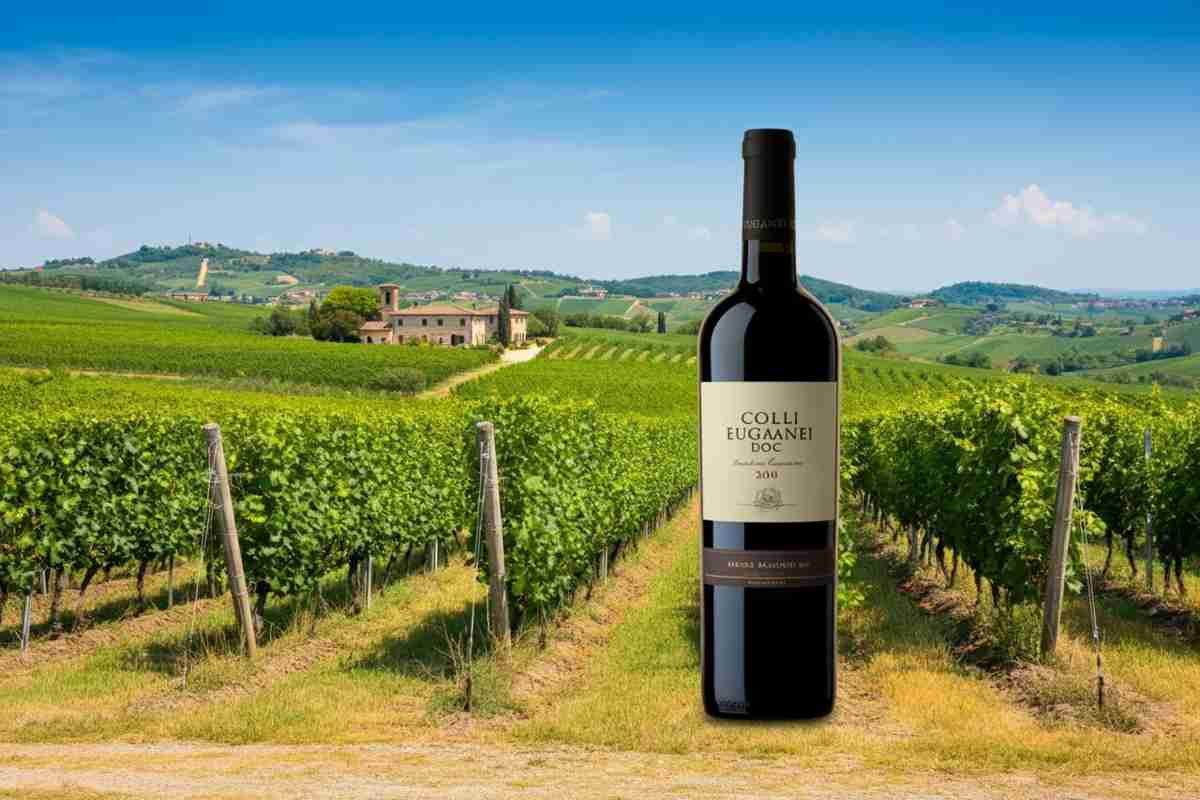 Nuova era per i vini rossi dei Colli: nasce la Colli Euganei Doc