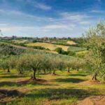 Palazzo di Varignana conquista il prestigioso Japan Olive Oil Prize