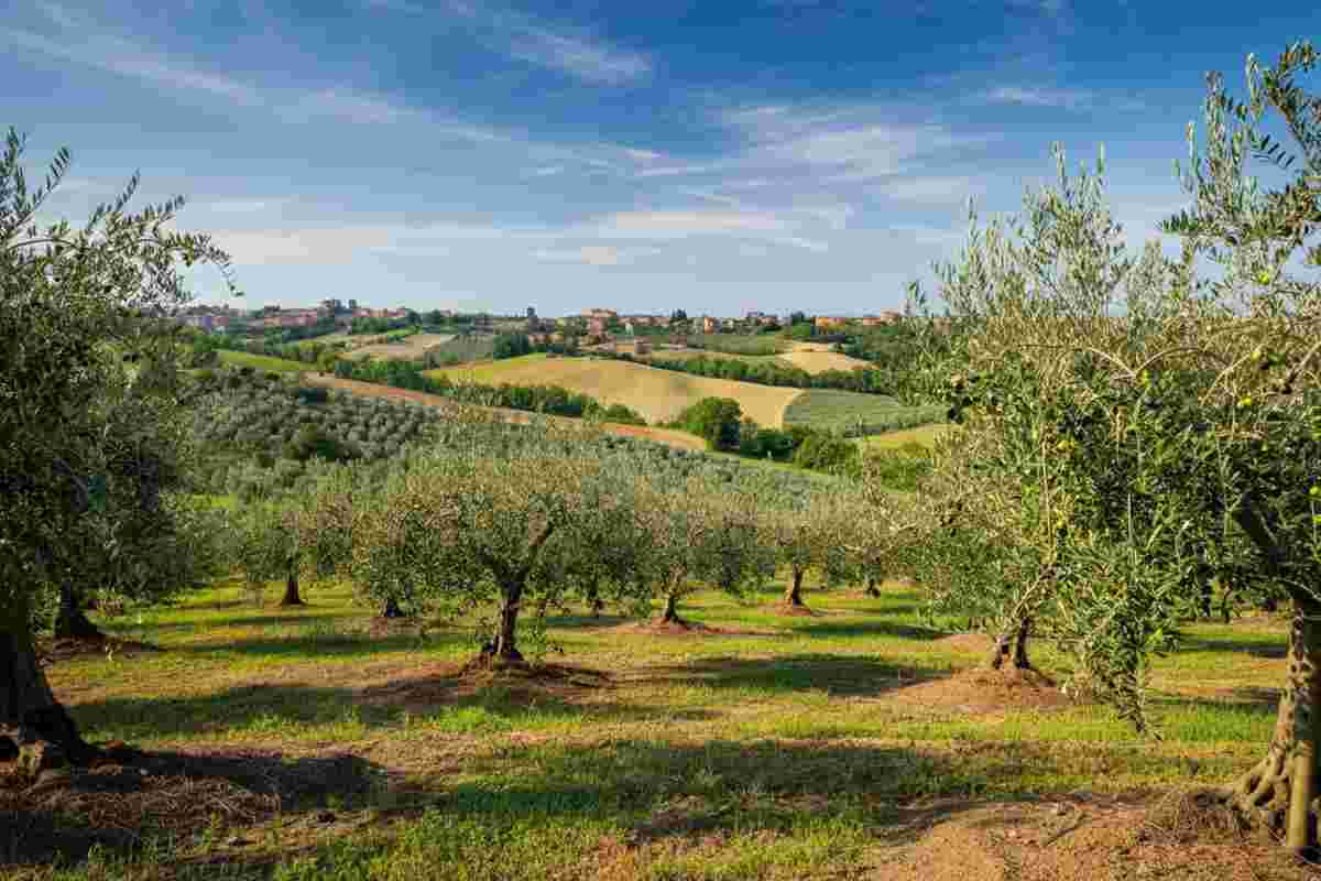 Palazzo di Varignana conquista il prestigioso Japan Olive Oil Prize