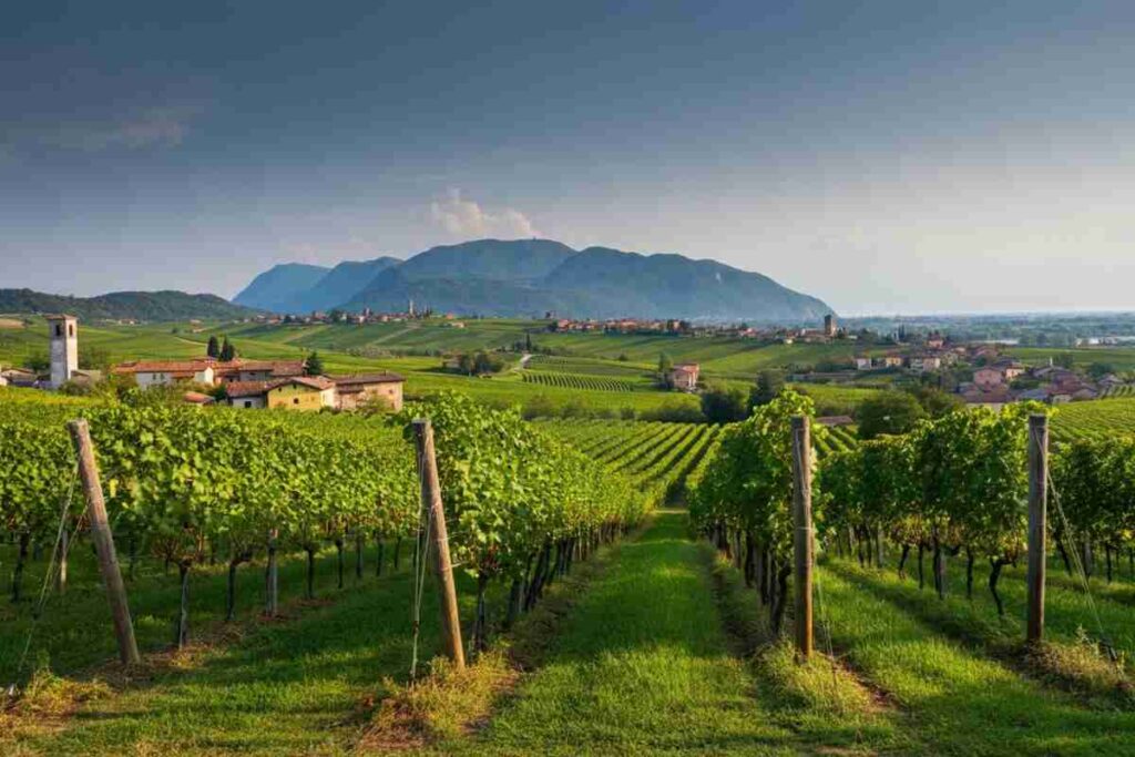 Premio Collio: il riconoscimento per il miglior racconto digitale del territorio arriva a WineNews