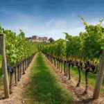 Riscoprire il mondo del vino: le nuove conversazioni con Giovanni Bigot