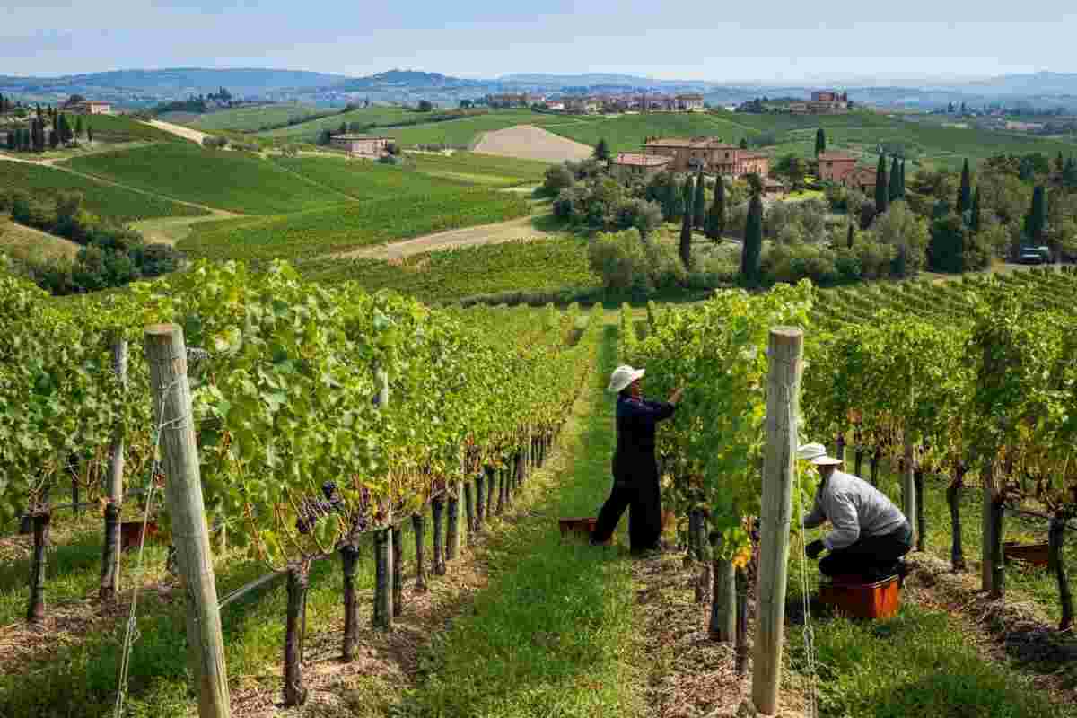 Rivitalizzare il settore vinicolo italiano: l'importanza di promozione e innovazione