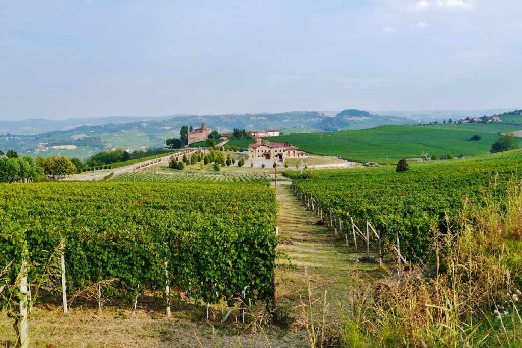 Un vigneto nelle Langhe