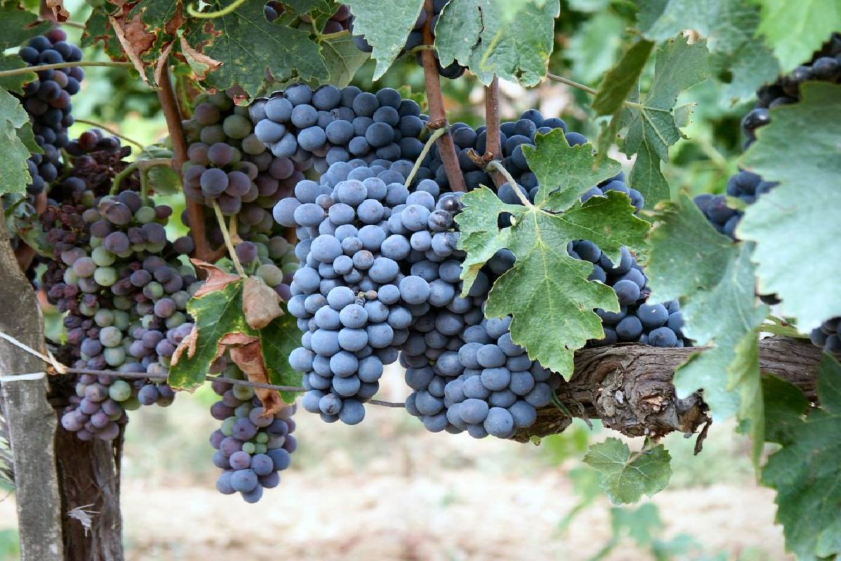Uva usata nella produzione del Sangiovese