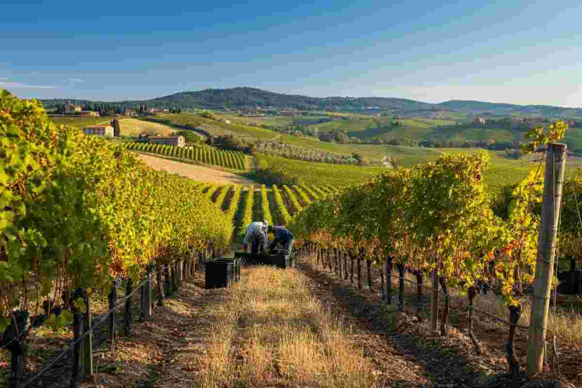 Vendemmia a Montalcino: qualità eccellente ma produzione in diminuzione