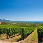 Vermentino Grand Prix: la Top Ten del 2025 svelata!