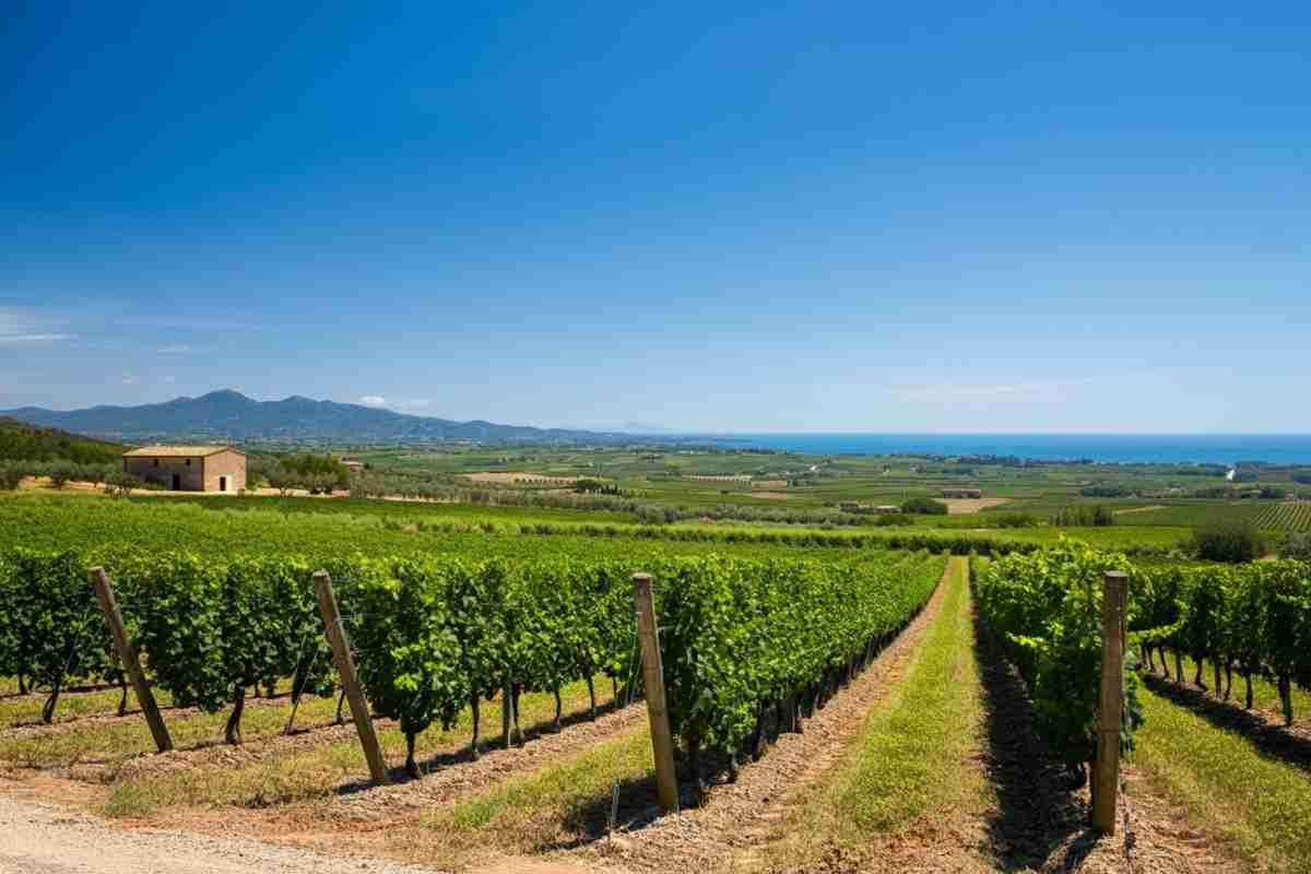 Vermentino Grand Prix: la Top Ten del 2025 svelata!