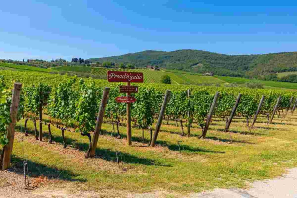 Vignaioli indipendenti: la battaglia contro gli ingredienti in etichetta